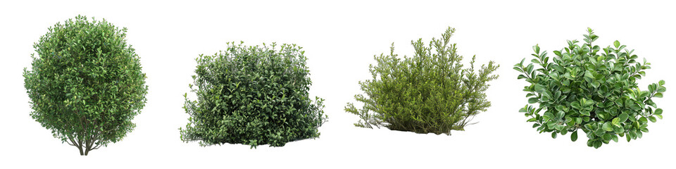 bush plant Hyperrealistic Highly Detailed Isolated On Transparent Background Png File - obrazy, fototapety, plakaty
