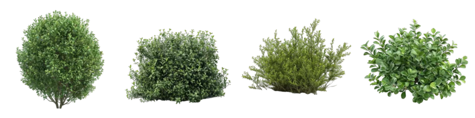 Fotobehang bush plant Hyperrealistic Highly Detailed Isolated On Transparent Background Png File © Wander Taste