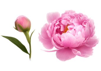 Fototapeta premium Set of pink peonies with lush green leaves, isolated on a transparent background