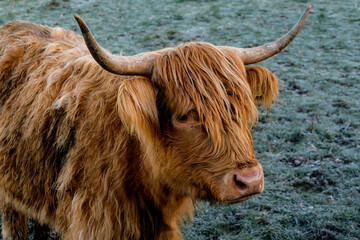 Side profile of Scottish highland cattle cow with big sharp horns and long red brown hair