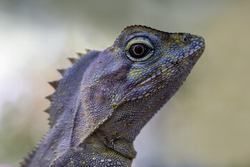 Close up of an Australian Southern Angle-headed Dragon