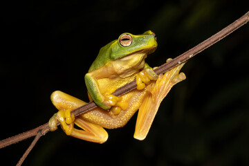 Australian Dainty Tree Frog resting on tree branch