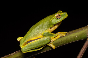 Australian Dainty Tree Frog resting on tree branch