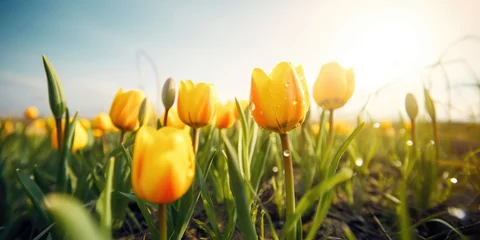 Fotobehang Yellow tulips flowers blooming in spring field with blue sky background. Beautiful Floral background for Easter holiday, Women's day, 8 march, Birthday, Mother's day. Spring Flowers © maxa0109