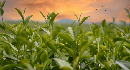 Green tea tree leaves camellia sinensis in organic farm sunlight. Fresh young tender bud herbal farm on summer morning. Sunlight Green tea tree plant. Close up Tree tea plant green nature in morning
