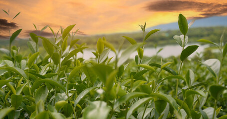 Green tea tree leaves camellia sinensis in organic farm sunlight. Fresh young tender bud herbal farm on summer morning. Sunlight Green tea tree plant. Close up Tree tea plant green nature in morning