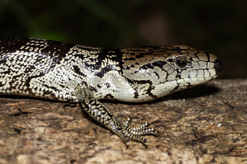 Australian Pink-tongue Skink resting on log