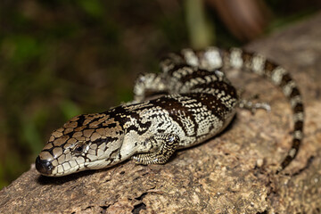 Australian Pink-tongue Skink resting on log
