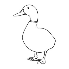 Duck outline simple icon duck water bird continuous line art vector drawing of vector illustration. 