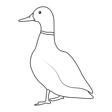 recommend clip art: Duck outline simple icon duck water bird continuous line art vector drawing of vector illustration. 