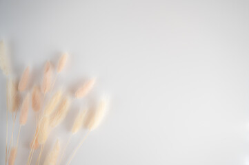 Vintage style flatlay of pastel natural colored, beige, and pink foxtail on a white wooden backdrop with space for text. Spring and Autumn inspiration