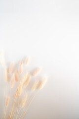 Vintage style flatlay of pastel natural colored, beige, and pink foxtail on a white wooden backdrop with space for text. Spring and Autumn inspiration