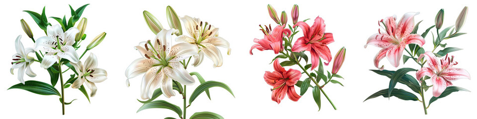 Elegant blooming lilies with buds Hyperrealistic Highly Detailed Isolated On Transparent Background Png File