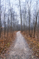 path in a birch forest with oak trees in autumn and yellow fallen leaves