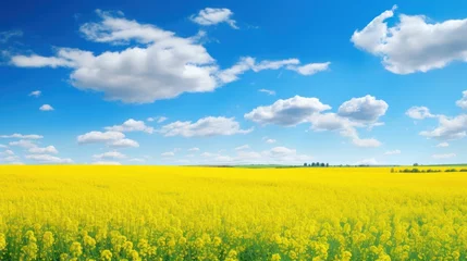 Gordijnen Yellow field and blue sky. Agriculture landscape background © SD Danver