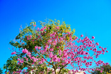 Pink trumpet tree and Tabebuia rosea in spring	