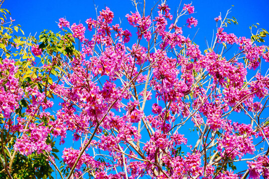 Pink trumpet tree and Tabebuia rosea in spring	

