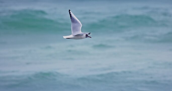 Seagull flying in the sky over water Saunders's gull fishing on the sea among the waves