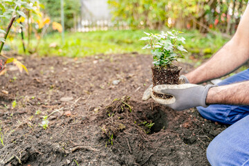 A man is performing a gesture of care as he kneels down in the dirt, holding a small terrestrial...