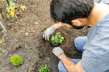 A bearded man is on his knees in the soil, planting a leaf vegetable. He is surrounded by green...