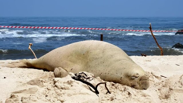 Southern Elephant Seal on sandy beach ready to start annual molt