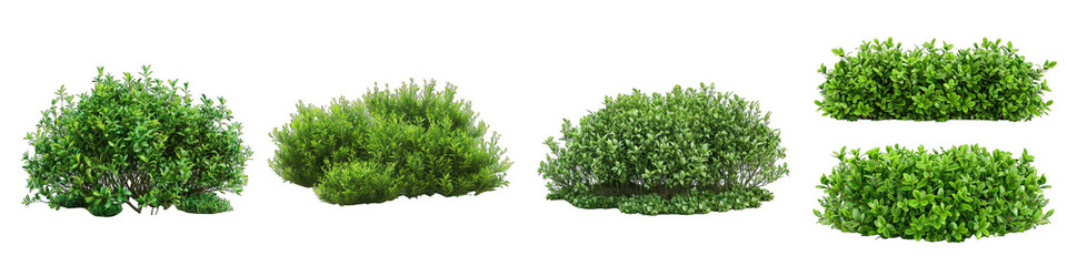 Green garden bushes Hyperrealistic Highly Detailed Isolated On Transparent Background Png File - obrazy, fototapety, plakaty