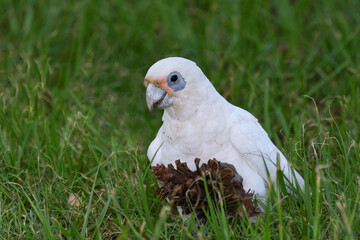 Australian adult Little Corella -Cacatua sanguinea- on the ground eating a pine tree cone looking to camera