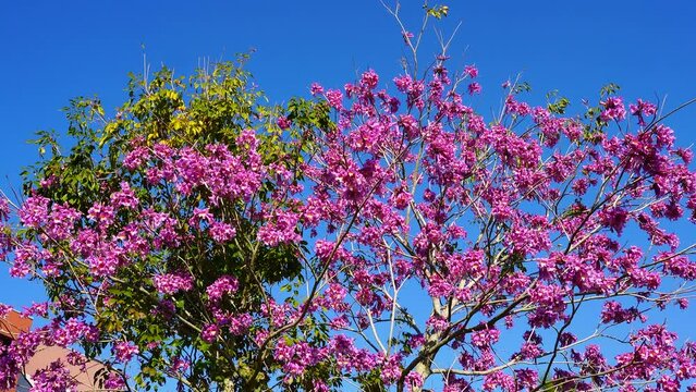 Pink trumpet tree and Tabebuia rosea in spring	