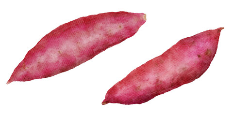  さつまいもの水彩画イラスト