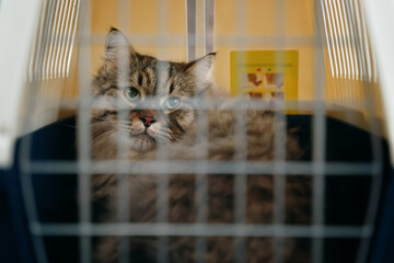A cat in distress, carried in a crate to the vet's office.