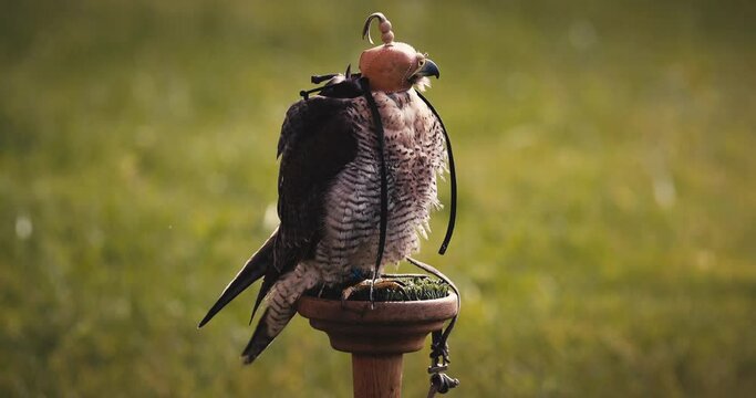 Hunting falcon with leather hood mask on his eyes and head, wildlife predator bird of prey