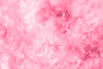 Beautiful abstract colorful white and pink feathers on white background and soft white red feather texture on pink pattern, pink background, valentine's day theme