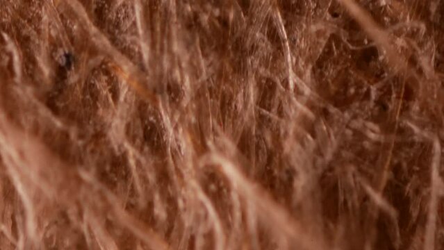 Kraft ecofriendly paper under a microscope. 100x magnification. Production of corrugated cardboard, kraft bags, pouches, envelopes, paper twines