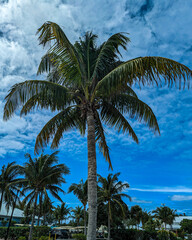 coconut trees in Bimini 