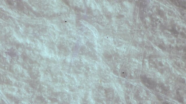 Bleached cellulose under the microscope. Raw material for the production of high quality paper and banknotes. Wood fibers treated with chemical reagents