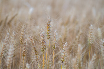 Fototapeta premium Cornfield - wheat in detail