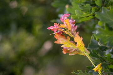 Branch of a common oak with colorful leaves - Quercus robur