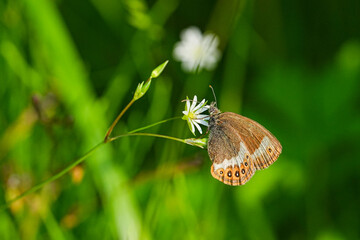 シロオビヒメヒカゲ