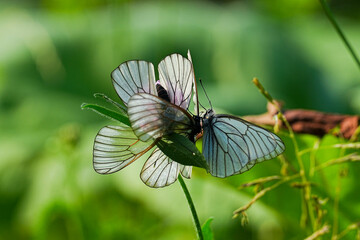 エゾシロチョウ
