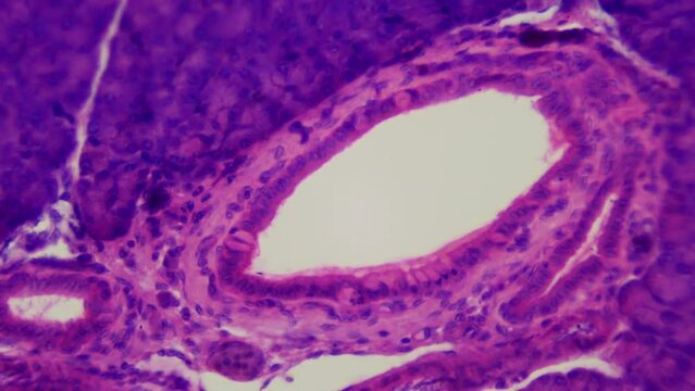 Pancreas. Microanatomy. Pancreatic biopsy section. 400x magnification. Digestive system of animals and humans, external secretory (exocrine) and intrasecretory (endocrine) functions