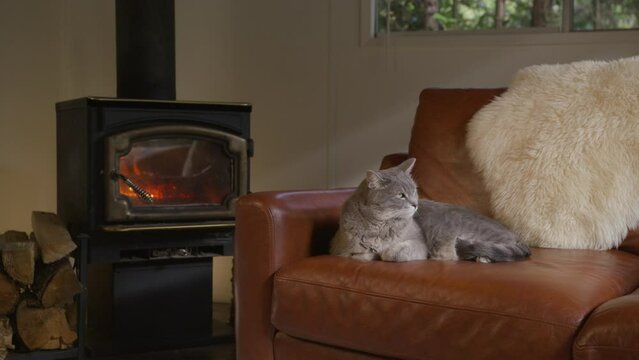 Domestic adult cat relaxing on comfy leather sofa at home. Cute gray striped friendly cat in cozy cabin. Sleepy feline at comfortable fireplace. Tabby feline resting in living room. Beautiful pet 4K