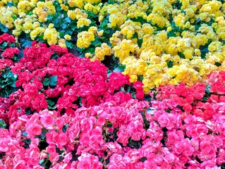 In the picture is a tri-colored begonia flower bed. There are pink, red, and yellow begonias in one bouquet. There are many begonia flowers. The petals have a light fragrance.