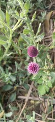 Fototapeta premium flower of a thistle