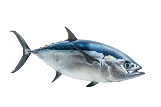 Bluefin tuna  isolated on transparent and white background.PNG image