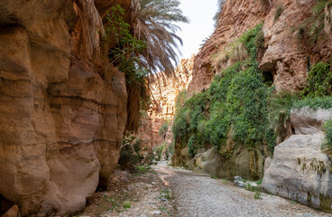 Extensive greenery and high palms grows on mountain slopes in the gorge Wadi Al Ghuwayr or An...