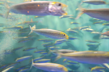 日本の東京の水族館の魚