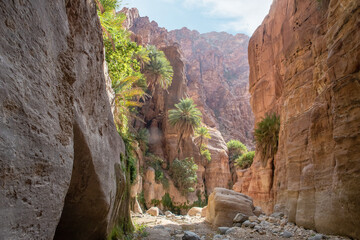 Mountain slopes overgrown with the green plants and the green date palms in the gorge Wadi Al...