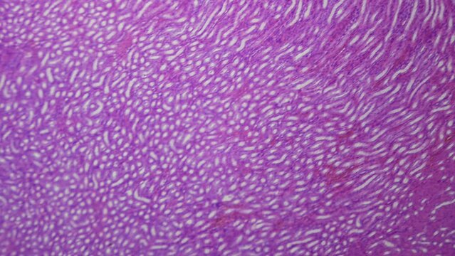 Medical research. Kidney under the microscope. 100x  times magnification. Histologic and cytologic diagnosis. Blood purification, regulation of chemical homeostasis of the body