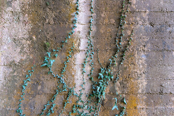 background texture of old concrete wall with ivy climbing on it