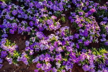 Obraz premium violet purple Petunia flowers. Flower Bed full frame. outdoor petunias a lot in summer day. family name Solanaceae
